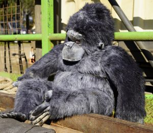 Bellarine Skip Bin Hire Gorilla watches over your load